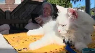 Wenn eine Katze Hitze liebt. Turkish Angora Cat. Wundersch&ouml;nes Tier!