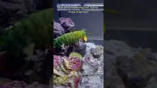 My MANTIS SHRIMP vs SAND FLEAS! Pt2