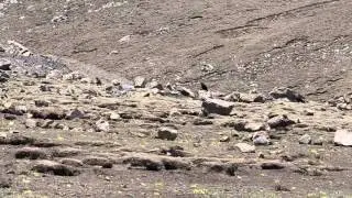 Himalayan Vulture (Gyps himalayensis)