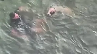 Atlantic City officer jumps into bay waters to save injured dog