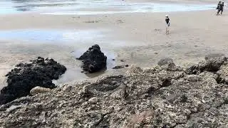 #piha #beach #viralvideo  #2026 #newzealand 