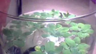 Dwarf Water Lettuce Time Lapse