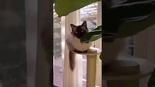 GORGEOUS Modern Cat Tree (multiple cat friendly!)