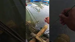 catch small shrimp 🎣🦐