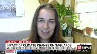 How researchers in Arizona are hoping to breed the next generation of saguaros (05/09/2024)