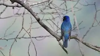 オオルリさんさえずり😉