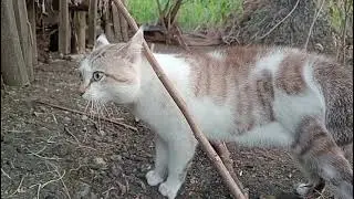 Ketika kucing berantem 
