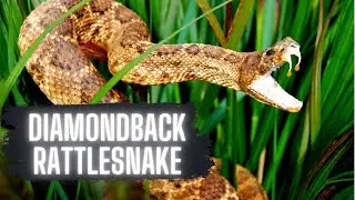 Diamond Back Rattlesnake (Top Facts!)