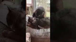 Kitty Gets Groomed by Monkey || ViralHog