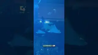 🐠✨ Dubai Mall Aquarium &ndash; hit czy kit?