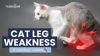 Sudden Leg Weakness in Cats &ndash; What You Need to Know