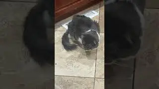 Furrball 🥰😽