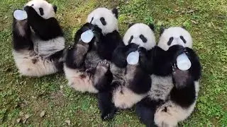 小时候的双重喜庆一起喝瓶瓶奶，一熊一瓶手脚并用，超可爱🥰😘ChongQing zoo panda cubs drink milk together (Chong Chong and friends)