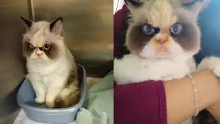 Owner Leaves Her Job For This Grumpy Cat., MEET - MEOW2x
