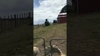 Sheep Tales 2 : just another daze