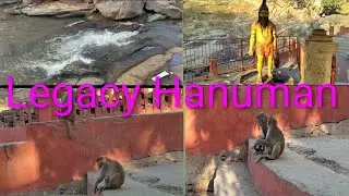 Legacy Hanuman # Monkeys # Basistha Ashram # Guwahati # Famous Tourist Place # Vlog