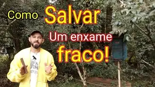 Você só vai salvar um enxame fraco assim ☝️