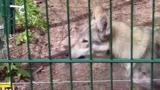 Wolfcenter  D&ouml;rverden