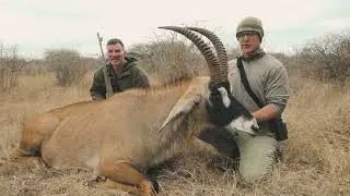 The majestic Hippotragus equinus - Roan hunt 2023