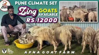 Pune Climate Set Zing Goats at Apna Goat Farm Pune I YK Goat Lover 