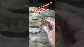 Fowler&rsquo;s toad 🐸