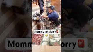 Mommy I Hate You 😭🚨 #shorts  #funnyanimals #dog #husky #comedy