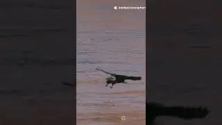 Owl vs Eagle: Who&rsquo;s the Better Hunter?