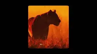 THE STORY OF THE LIONESS MATATAU  #lion #animals #jungle #wildlife #documentary 