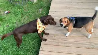 Chocolate Labrador and Beagle Playing