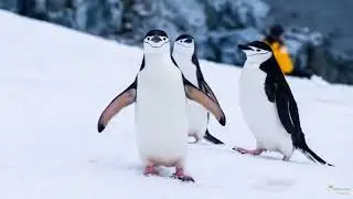 Adventure Animals and Birds