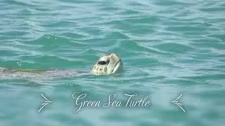 GREEN SEA TURTLE - MONKEY MIA AUSTRALIA