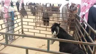 مزاين فحل الماعز العارضي - الكويت