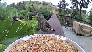 NETVUE Birdfy Smart Bird Feeder with wireless Bird Watching Camera, Bird Videos & Motion Detection