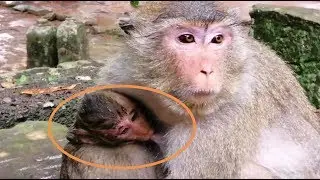 Update New​!, Baby Monkey Maci Get Better, Under Big Raining Maci Rescue By His Mom Merri