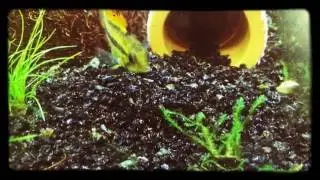 Апистограмма Какаду / Apistogramma cacatuoides with fry
