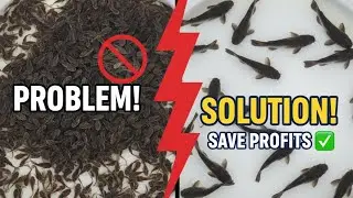 @Dynamic Eden Integrated Farm: How to Manage Two-Week-Old Catfish Fries and Select Shooters