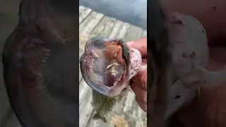 This fish has some sharp teeth! 😳🦷