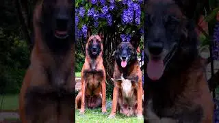 beautiful female and male malinois 💜 Recce with Navy from @Farmdogs