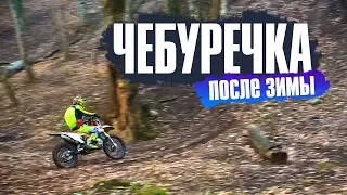 Cheburechka after winter. We ride in the forest after a fire in Perevalnoye Crimea