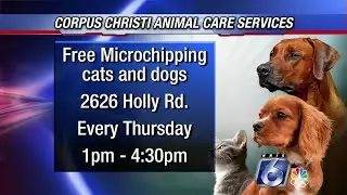 Corpus Christi animal care services