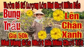 27/1☎️0375454109☎️🌲Mai Vàng Chơi Tết Giá Rẻ🌲Mai Ghép Giảo Thủ Đức Hàng Bung Vỏ Trấu Lên Chân Xanh..🌲