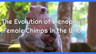 The Evolution of Menopause  Female Chimps in the Wild