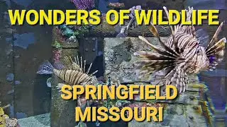 Wonders of Wildlife Springfield Missouri, Springfield Aquarium, Bass Pro Shops Springfield Missouri