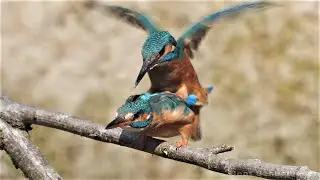 Balzf&uuml;tterung und Paarung beim Eisvogel / Courtship feeding and mating of common kingfisher