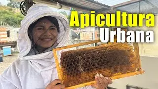 Apicultura en la Terraza de tu casa 😱🐝🍯