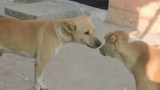 Energetic Dogs barking sounds angry | Funny Dog Barking Videos Compilation