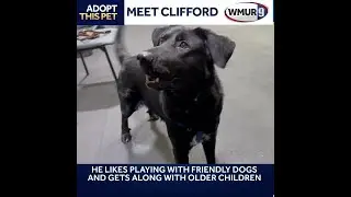 Clifford is a 1-year-old black lab / shepherd mix looking for a new home.