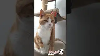 Cute Cat Asking for Food - Bravo Dada! #Shorts #Cat #FunnyCat
