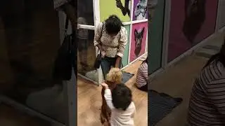 Twisty Tails Restaurant🐶 | Pet Theme Restaurant🐕🐈 #shortsfeed #dogsandcats #tamilvlogs #chennai