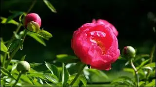 Early morning meditation music for calm mind and focus 